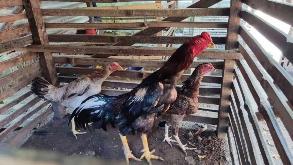 raja jago