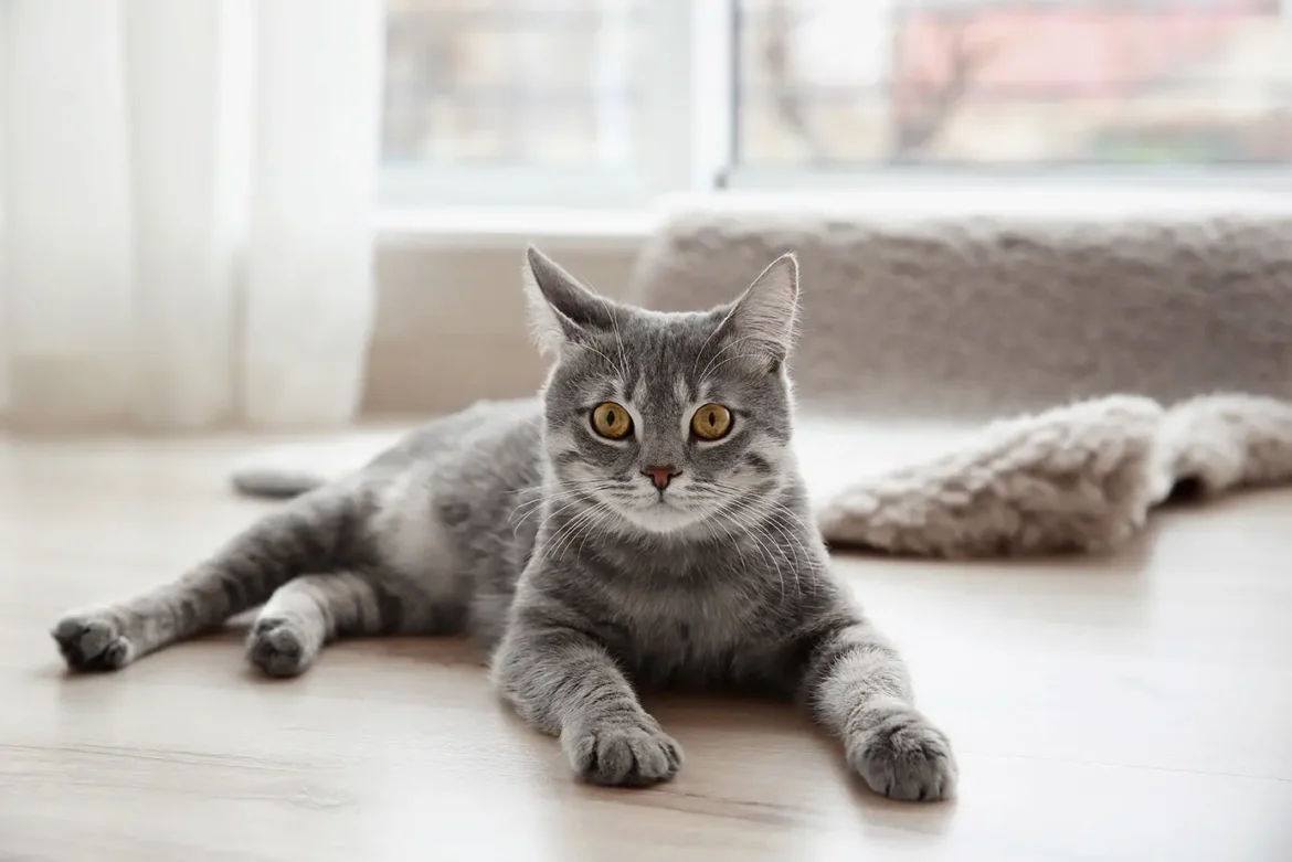 pengasuh kucing