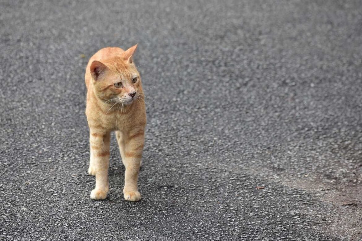 Tak Sengaja Menabrak Kucing di Jalan Apakah Berdosa Menurut Islam