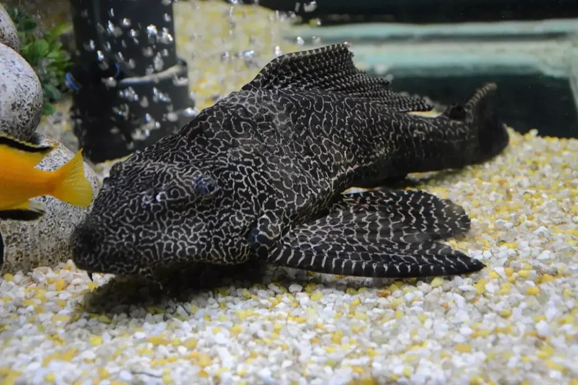 Ikan Sapu Sapu Halal atau Haram Ini Penjelasan Hukumnya dalam Islam