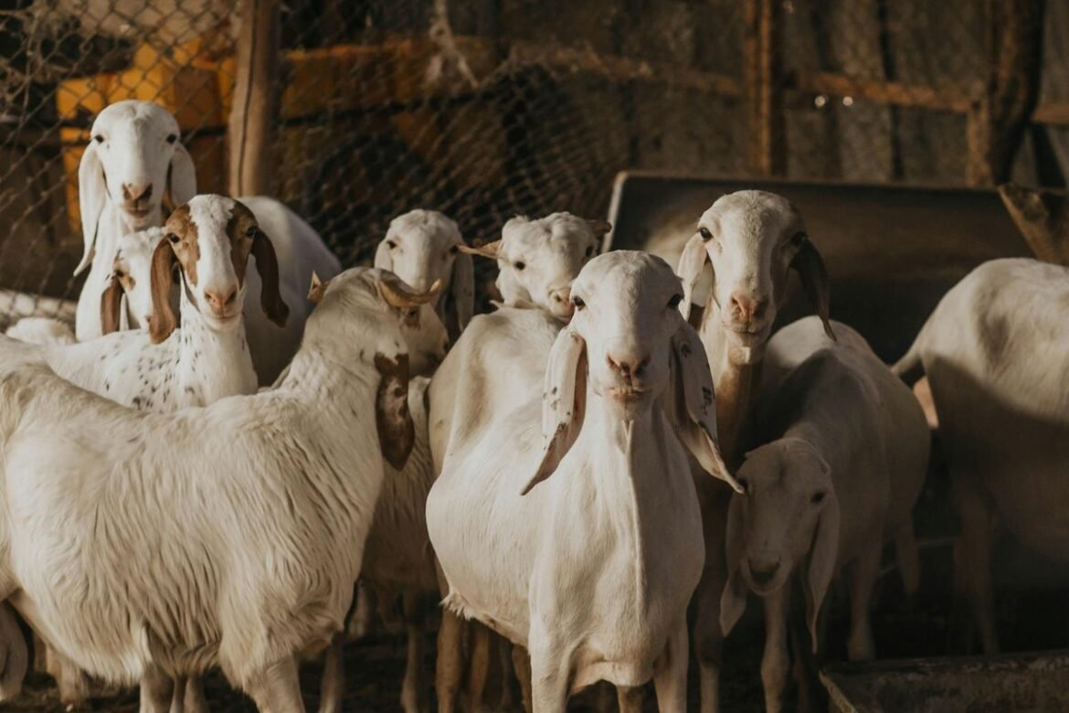 Kambing Jantan
